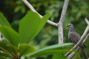 Eastern spotted dove or Spilopelia suratensis perched on a frangipani tree (raised neck) with brown feathers covering its body, gray head.Inside the black stripes are scattered small white round spots