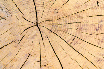 texture background, wood texture, cutaway wood, log cabin 