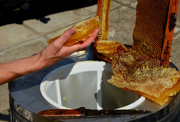 woman, slim tanned girl, beekeeping work. carving honey from the frame, the worker cuts with a...