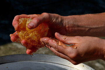 woman, slim tanned girl, beekeeping work collecting honey. the worker's hands are covered with a...