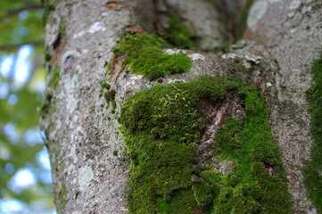 木の幹に生えた苔のクローズアップ