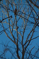tree branches against blue sky