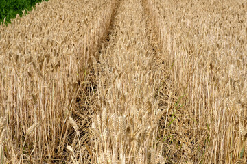 Grain landscape, Flevoland Province, The Netherlands