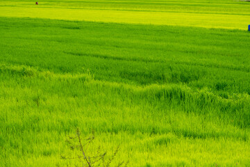 Fototapeta na wymiar beautiful green rice fields rice cultivation in Thailand