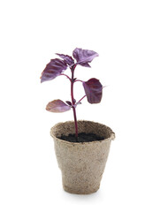 Basil seedling in peat pot on white background
