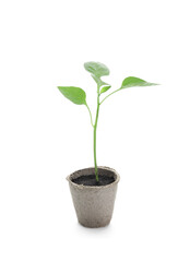 Pepper seedling in peat pot on white background