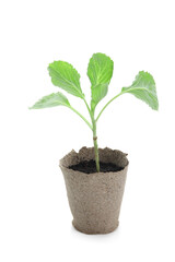 Cabbage seedling in peat pot on white background