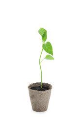 Pepper seedling in peat pot on white background