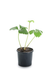 Strawberry seedling in peat pot on white background