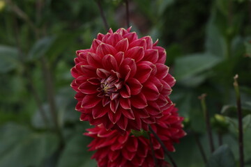 Isolated natural dahlia flower on green background
