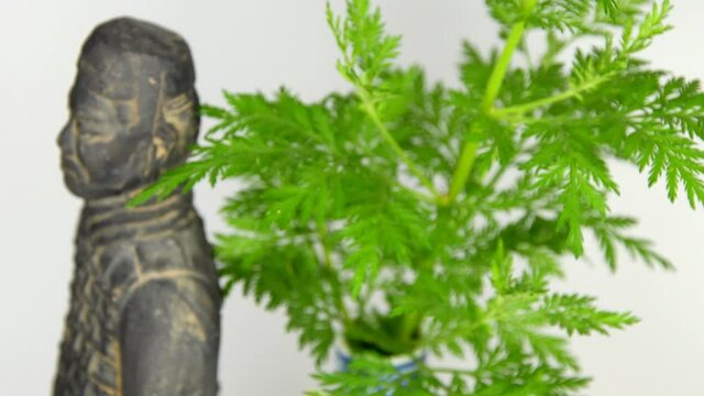 sweet annie, chinese medicinal herb, fresh branch with Chinese clay soldier on a turn table
