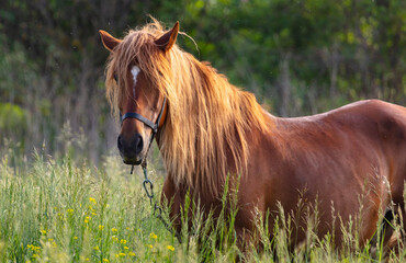 Horse portrait in summer pasture.