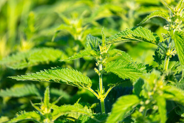 Flowers on green nettles in summer.