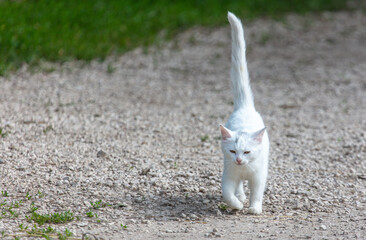Portrait of a white cat with a long tail.