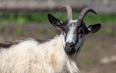 Portrait of a goat on the farm.