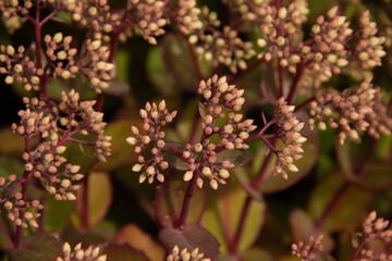 natural background with delicate small flowers of a field plant phlox for a postcard