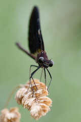 Male Copper demoiselle or Mediterranean demoiselle (Calopteryx haemorroidalis)