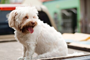 cute smiling white dog