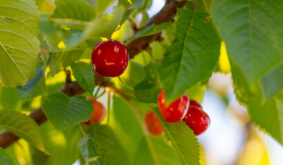 Red ripe sweet cherry on a tree branch.