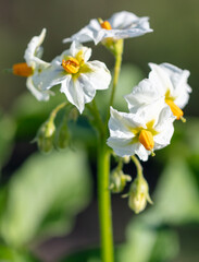 White flowers on potatoes in vegetable garden.