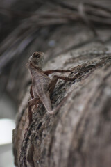 A close up picture of an Indian cameleon in a tree bark
