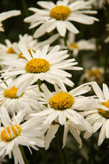 Obraz premium daisies in a garden