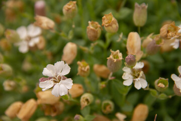 natural background with delicate small flowers of a field plant phlox for a postcard