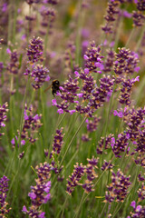 Obraz premium natural background an adult bumblebee pollinates a garden flower