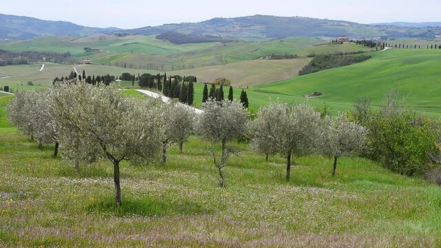 olive trees on green rolling hills near Pienza, Italy.