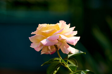 Photo of blooming pink-yellow rose