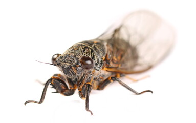 Cicadetta Montana or New Forest Cicada isolated on white background 