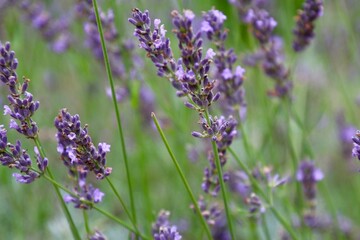 インプレスパープル（薬草ハーブ）