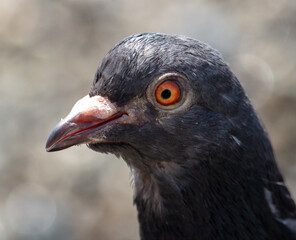 Portrait of a dove in the city.