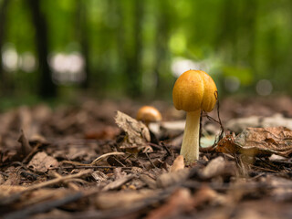Forest landscape - mushroom Bolbitius titubans close up