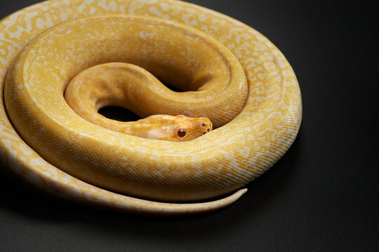 snake on a black background. Carpet yellow python. Animal in the studio