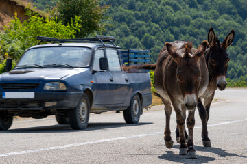 Farm animals on the road in Romania causing dangerous road events