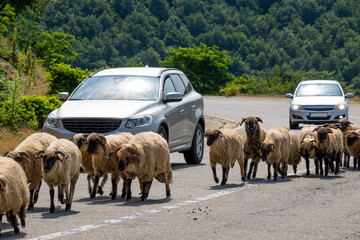 Farm animals on the road in Romania causing dangerous road events