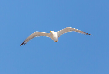 Seagull bird in flight against the  sky.