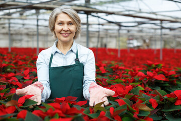 Happy middle-aged female standing in her greenhouse on background with red plantation of Poinsettia pulcherrima..