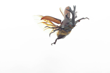 カブトムシの飛翔（Trypoxylus dichotomus in flight)