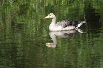 A lonley goose in the lake
