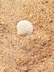 beautiful beige shell on golden sand on the beach close-up