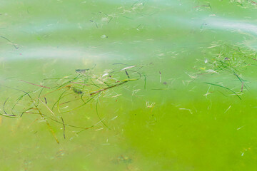 Algae Zostera marina in the Black Sea on the surface of the water