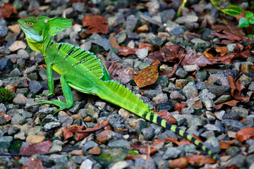 Emerald Basilisk full length shot