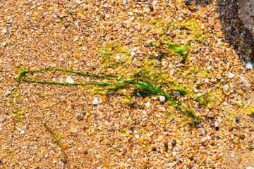 Seaweed Zostera marina on the Black Sea coast on the sand