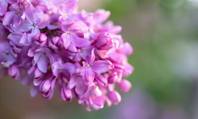 Beautiful lilac flowers in nature.