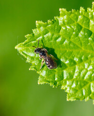 Close-up of a wasp on a green leaf.