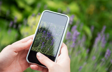 Girl taking pictures of lavender flowers