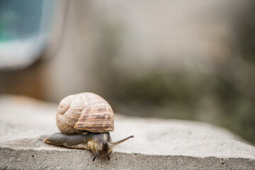 snail