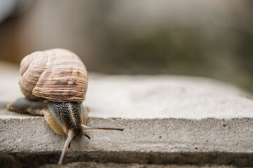 snail